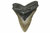 Serrated, Fossil Megalodon Tooth - North Carolina #355842-1